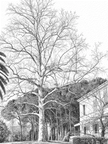 Disegno del Platano di Villa Centurini