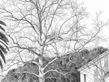 Disegno del Platano di Villa Centurini
