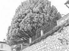 Disegno del tasso a Pporta Santa Chiara ad Assisi