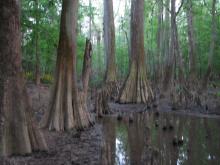 Taxodium distichum nel Congaree National Park
